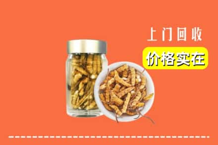 枣庄市山亭回收散虫草