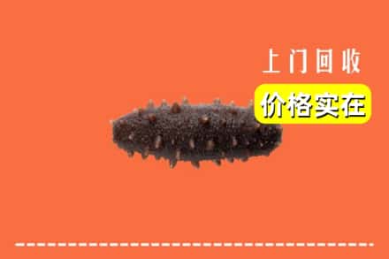 枣庄市山亭回收海参